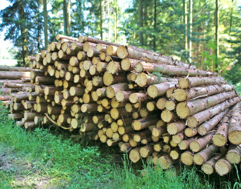 Waldholz_col