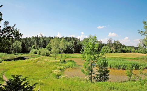 Waldmandate Vogelmoos