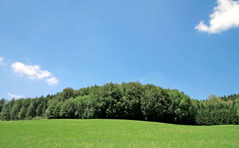Waldlichtung Waldlichtung